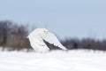 A Snowy owl flying low hunting over an open sunny snowy cornfield in Ottawa, Canada Royalty Free Stock Photo