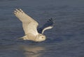 A Snowy owl flying low towards me hunting over an ice covered field in Ottawa, Canada Royalty Free Stock Photo