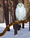 Snowy Owl at forest Royalty Free Stock Photo