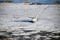 Snowy Owl Gliding Above The Snow Royalty Free Stock Photo