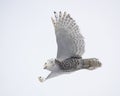 Snowy owl gliding with wings spread Royalty Free Stock Photo