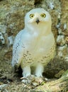 Snowy Owl Harfang Royalty Free Stock Photo