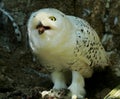 Snowy Owl Harfang Royalty Free Stock Photo