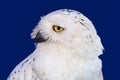 Snowy owl head shot or Bubo scandiacus Royalty Free Stock Photo