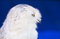 Snowy owl head shot or Bubo scandiacus Royalty Free Stock Photo