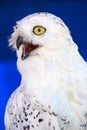 Snowy owl head shot or Bubo scandiacus Royalty Free Stock Photo
