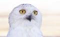 Snowy owl head shot or Bubo scandiacus Royalty Free Stock Photo