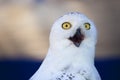 Snowy owl head shot or Bubo scandiacus Royalty Free Stock Photo