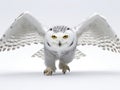 Snowy owl isolated against a white background coming in for the kill on a snow covered field in Royalty Free Stock Photo