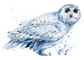 Snowy owl on isolated white background watercolor illustration. Snowy white birds Royalty Free Stock Photo