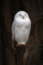 Snowy owl Royalty Free Stock Photo