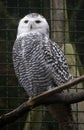 Snowy owl Royalty Free Stock Photo