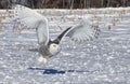 Snowy Owl Royalty Free Stock Photo