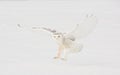 Snowy Owl landing in feild Royalty Free Stock Photo