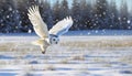 snowy owl in low flight in winter with snowfall