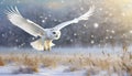 snowy owl in low flight in winter with snowfall