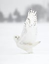 A Snowy owl male taking off in flight hunting over a snow covered field in Canada