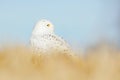 Snowy owl in the meadow with blue sky. Bird snowy owl with yellow eyes sitting in grass, scene with clear foreground and