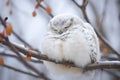 snowy owl napping on apple tree branch in daylight