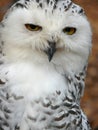 Snowy owl (Nyctea scandiaca)