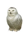 Snowy owl Nyctea scandiaca isolated on a white