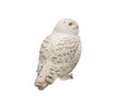 Snowy owl Nyctea scandiaca isolated on a white