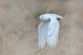 Snowy owl, Nyctea scandiaca, rare bird flying on the sky, forest meadow in the bacjground. winter action scene with open wings,