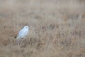 Snowy owl, Nyctea scandiaca, rare bird flying on the sky, forest meadow in the bacjground. winter action scene with open wings,