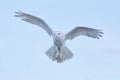 Snowy owl, Nyctea scandiaca, rare bird flying on the sky, winter action scene with open wings, Greenland