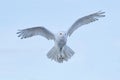 Snowy owl, Nyctea scandiaca, rare bird flying on the sky, winter action scene with open wings, Greenland
