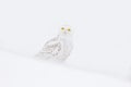 Snowy owl, Nyctea scandiaca, rare bird sitting on the snow, winter scene with snowflakes in wind. Royalty Free Stock Photo