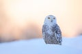 Snowy owl, Nyctea scandiaca, rare bird sitting on the snow, winter scene with snowflakes in wind, early morning scene, before