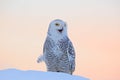 Snowy owl, Nyctea scandiaca, rare bird sitting on the snow, winter scene with snowflakes in wind, early morning scene, before