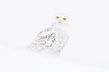 Snowy owl, Nyctea scandiaca, rare bird sitting on the snow, winter scene with snowflakes in wind, Manitoba, Canada