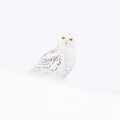 Snowy owl, Nyctea scandiaca, rare bird sitting on the snow, winter scene with snowflakes in wind, north of Greenland