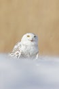 Snowy owl, Nyctea scandiaca, rare bird sitting on snow, winter with snowflakes in wild Manitoba, Canada. Cold season with white ow Royalty Free Stock Photo