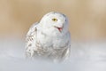 Snowy owl, Nyctea scandiaca, rare bird sitting on snow, winter with snowflakes in wild Manitoba, Canada. Cold season with white ow