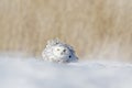 Snowy owl, Nyctea scandiaca, rare bird sitting on snow, winter with snowflakes in wild Manitoba, Canada. Cold season with white ow