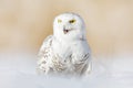 Snowy owl, Nyctea scandiaca, rare bird sitting on snow, winter with snowflakes in wild Manitoba, Canada. Cold season with white ow