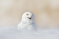 Snowy owl, Nyctea scandiaca, rare bird sitting on snow, winter with snowflakes in wild Manitoba, Canada. Cold season with white ow