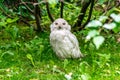 Snowy owl Nyctea scandiaca sitting on grass