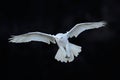 Snowy Owl, Nyctea Scandiaca, White Rare Bird Flying In The Dark Forest, Winter Action Scene With Open Wings, Canada