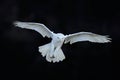 Snowy owl, Nyctea scandiaca, white rare bird flying in the dark forest, winter action scene with open wings, Canada Royalty Free Stock Photo