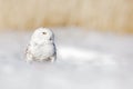Snowy owl, Nyctea scandiaca, white rare bird with yellow eyes sitting on the snow during cold winter, with open bill, Finland. Win