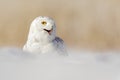 Snowy Owl, Nyctea Scandiaca, White Rare Bird With Yellow Eyes Sitting On The Snow During Cold Winter, With Open Bill, Manitoba, Ca