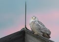 Snowy Owl at sunset Royalty Free Stock Photo