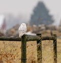Snowy Owl on an old fence post Royalty Free Stock Photo