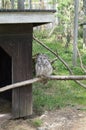 Snowy owl at the open air finland zoo on a branch sleeping Royalty Free Stock Photo