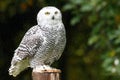 Snowy owl on a perch Royalty Free Stock Photo