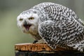 Snowy owl on a perch Royalty Free Stock Photo